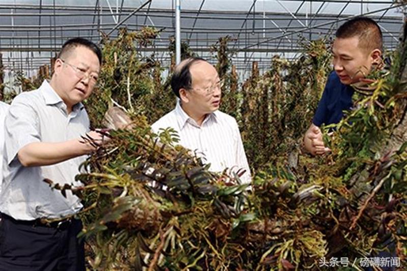 金堂经济总量_经济图片